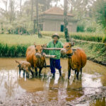 Cocoku-Ubud-View-(2)